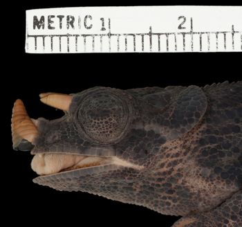 Media type: image;   Herpetology R-31346